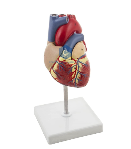 Human Heart